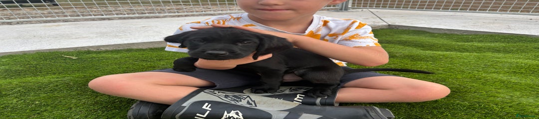 Cockerdor Puppy 3