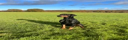Dobermann dogs for sale: KC  reg Dobermann puppies  - Advert 10