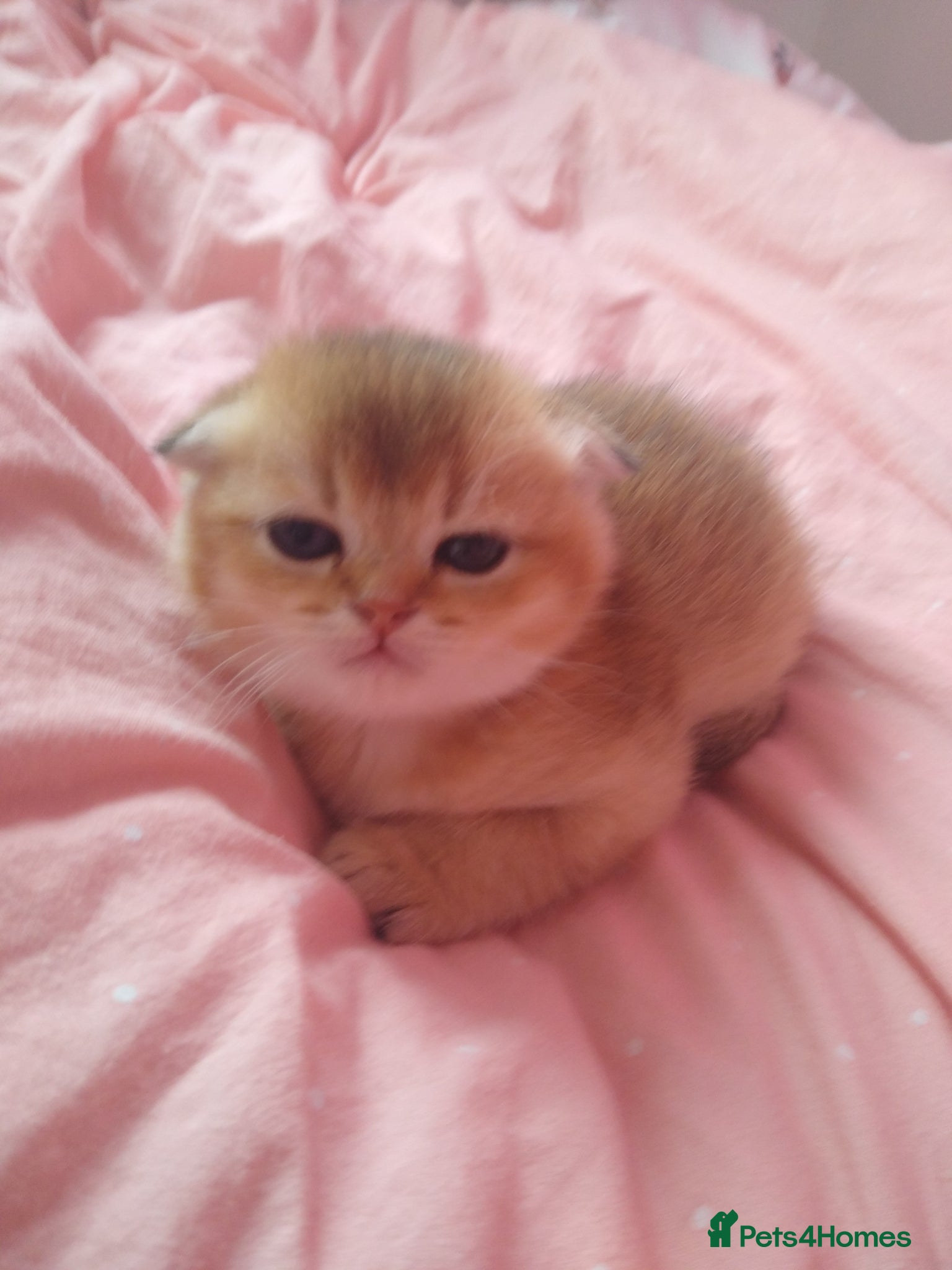 Scottish Fold cats Cute 🥰 Scottish fold TICA register  - Advert 18