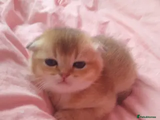 Scottish Fold cats Cute 🥰 Scottish fold TICA register - Advert 18