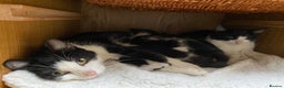 Mixed Breed cats for sale: Home-Raised Black & White Kittens– 10 Weeks Old 🐾 - Advert 15