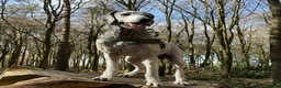 Standard Poodle dogs for stud: 💙 Stunning Silver Standard Poodle Stud 💙 in Rugby - Advert 2