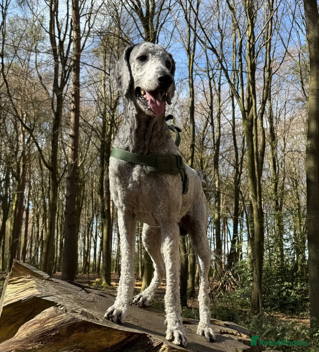 Standard Poodle dogs for stud: 💙 Stunning Silver Standard Poodle Stud 💙 in Rugby - Advert 2