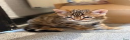Bengal cats for sale: Pedigree TICA registered Bengal Kittens - Advert 6