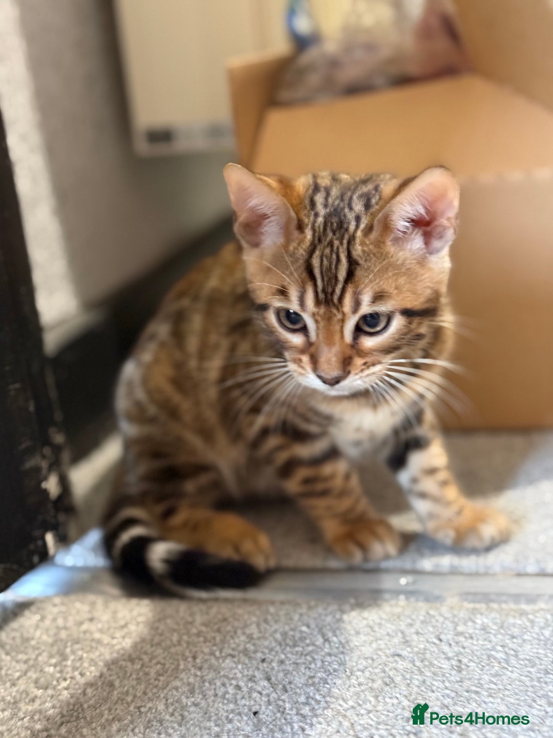 Bengal cats for sale: Pedigree TICA registered Bengal Kittens - Advert 6