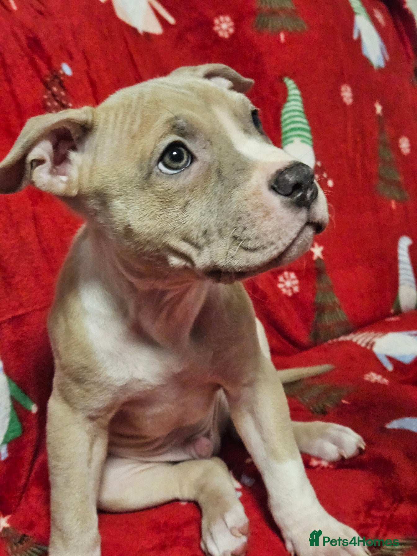 American Bully dogs AmericanBully(ABKC) Standart , Last pup - Advert 2