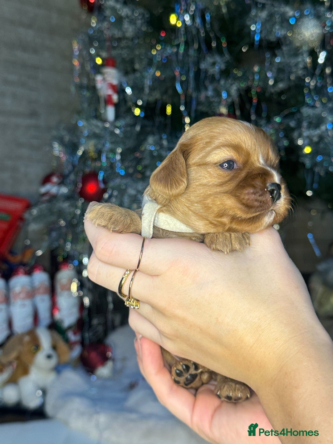 Cavalier King Charles Spaniel dogs for sale: Beautiful pups DNA HEALTH TESTED parents  - Advert 9