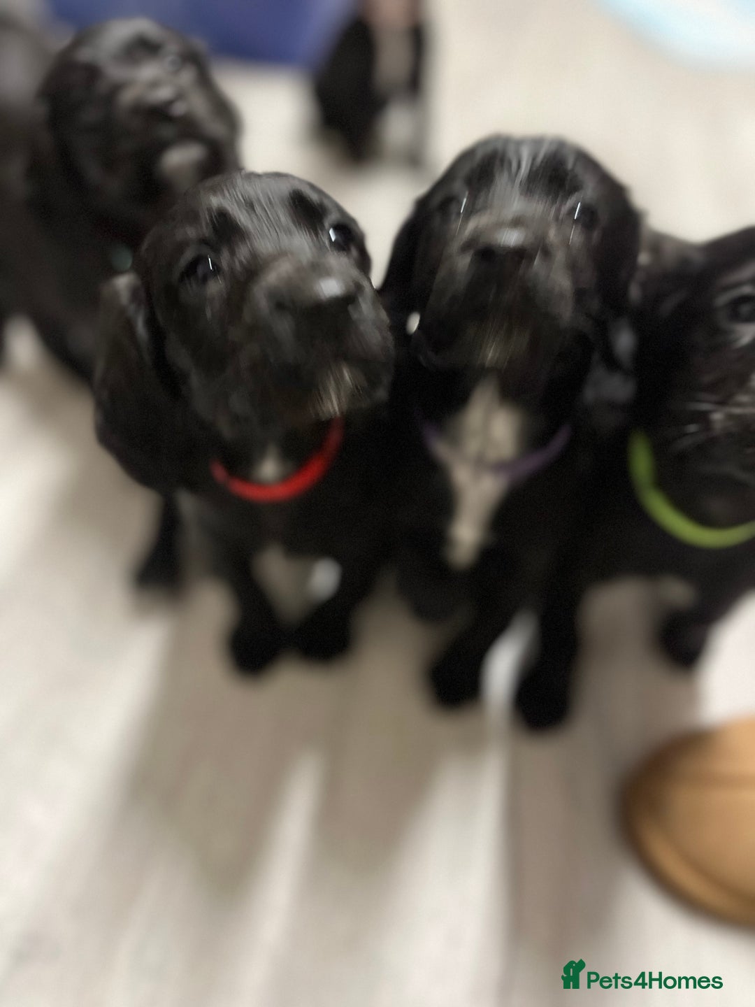 Sprocker dogs for sale: F2 sprockers puppies  - Advert 12
