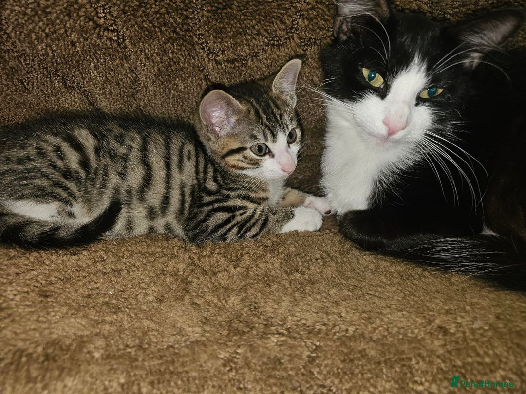 Mixed Breed cats for sale: Affectionate tabby female kitten - Advert 3