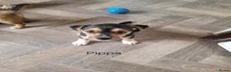 Jack Russell dogs for sale: Jack Russell Puppies x 4 in Hereford - Advert 5