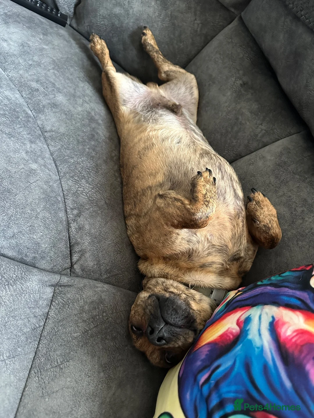 Mixed Breed dogs for sale: Dashhound cross  in Sheffield - Advert 2
