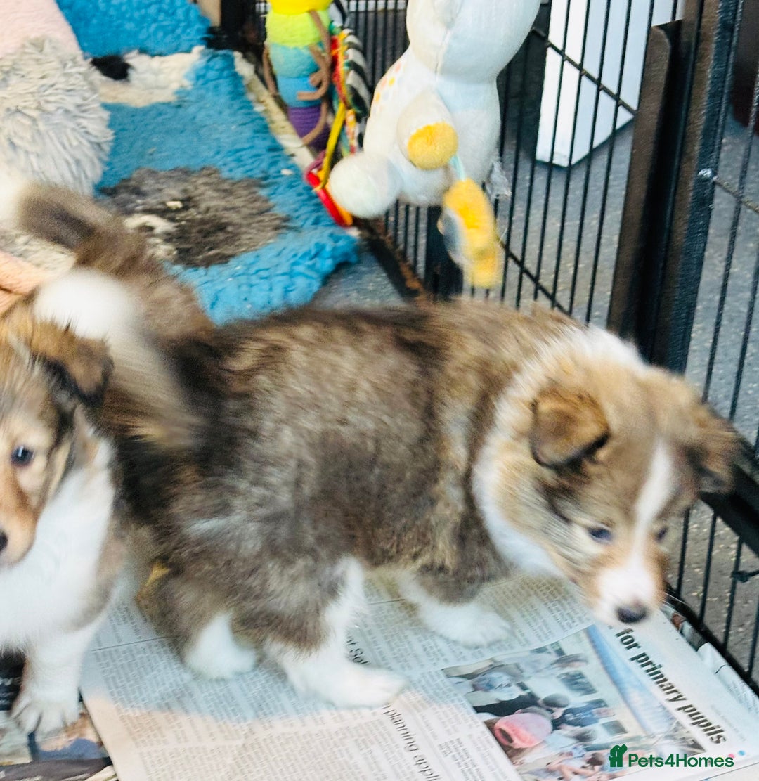 Shetland Sheepdog dogs for sale: Beautiful sable Shetland sheepdog puppies  - Advert 9