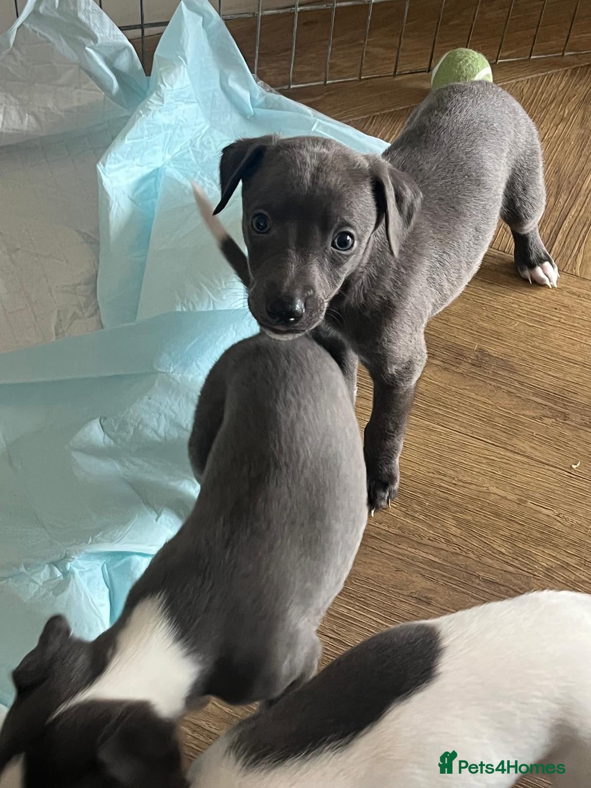 Whippet dogs Whippets ready from the 25th September  - Advert 2