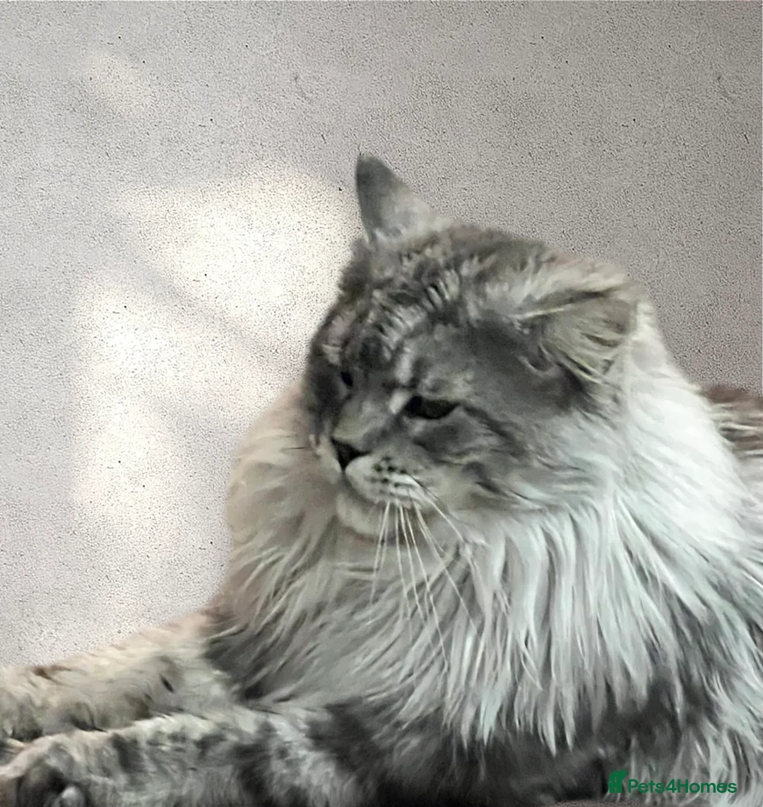 Maine Coon cats for stud: TICA champion and ICWW Maine Coon stud available  in Brighouse - Advert 8
