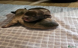 Mixed Breed dogs for sale: Puppies for sale spaniel x bully - Image 2