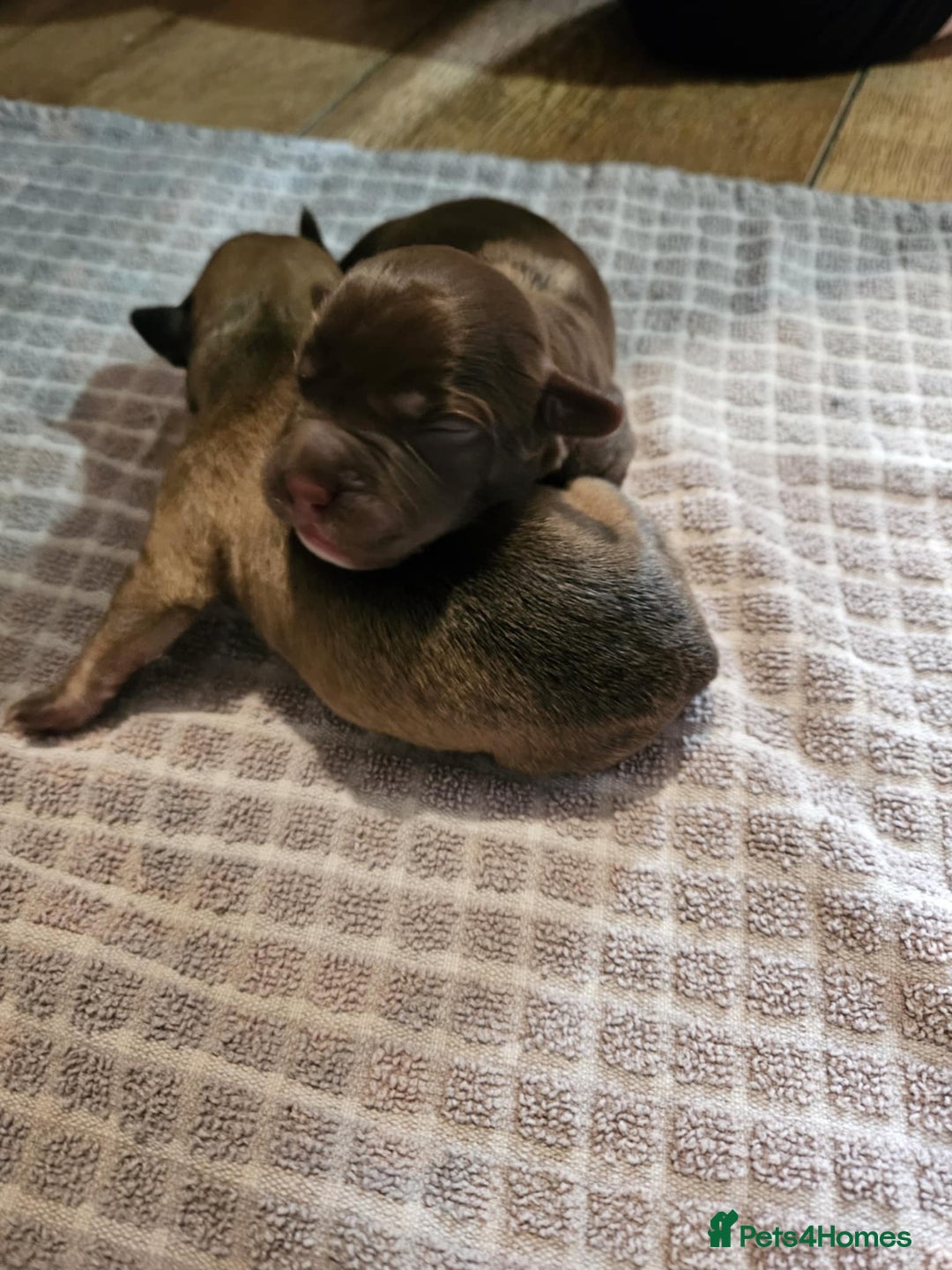 Mixed Breed dogs for sale: Puppies for sale spaniel x bully - Image 2