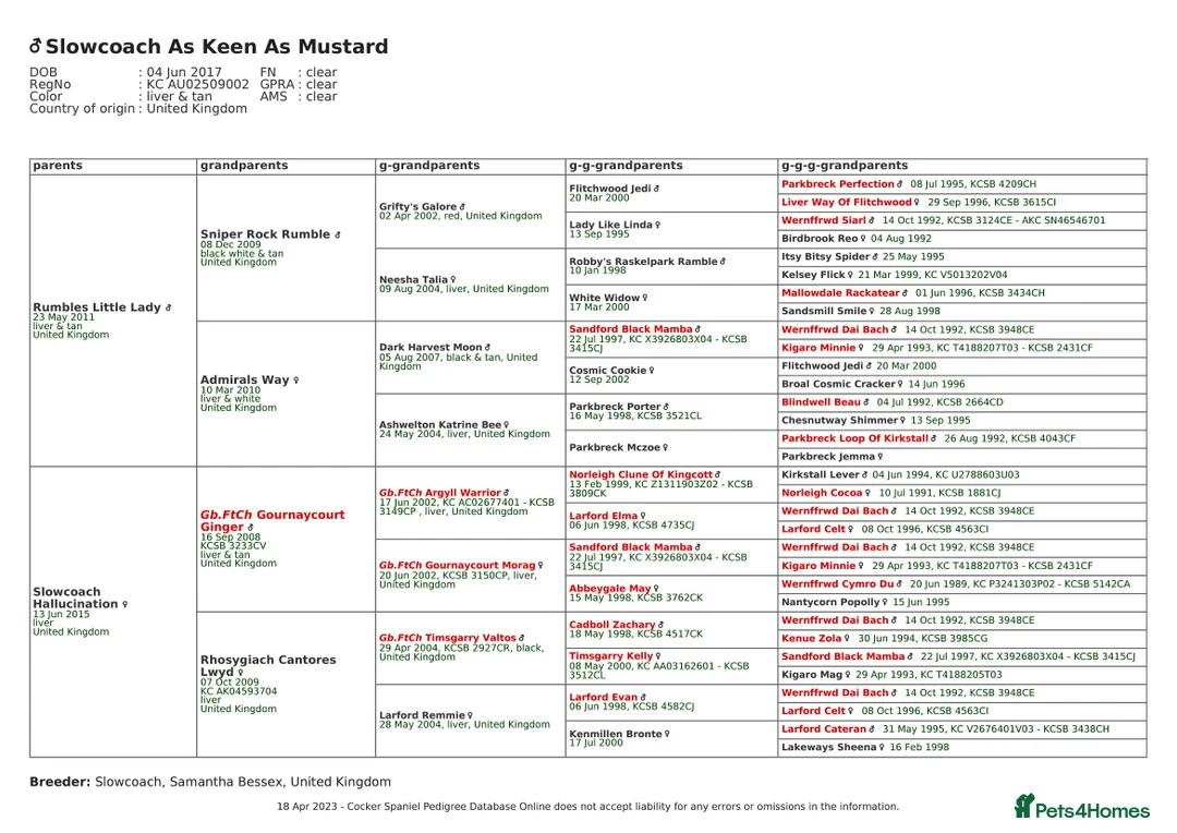Cocker Spaniel dogs for stud: Proven Stud - Working Cocker Spaniel in Middlewich - Advert 12