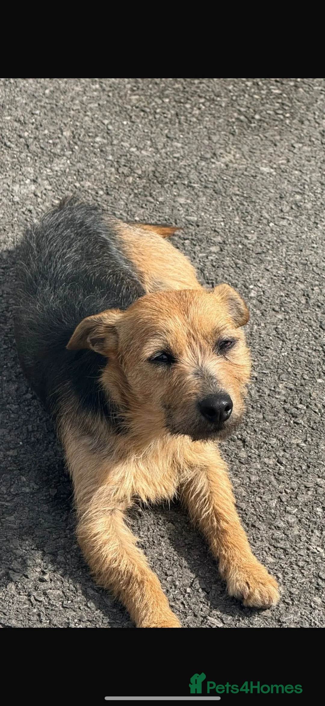 Mixed Breed dogs for sale: Patterjack x Lakeland puppies  - Advert 5
