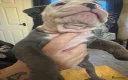 Olde English Bulldogge dogs for sale: English bulldogs  - Image 2