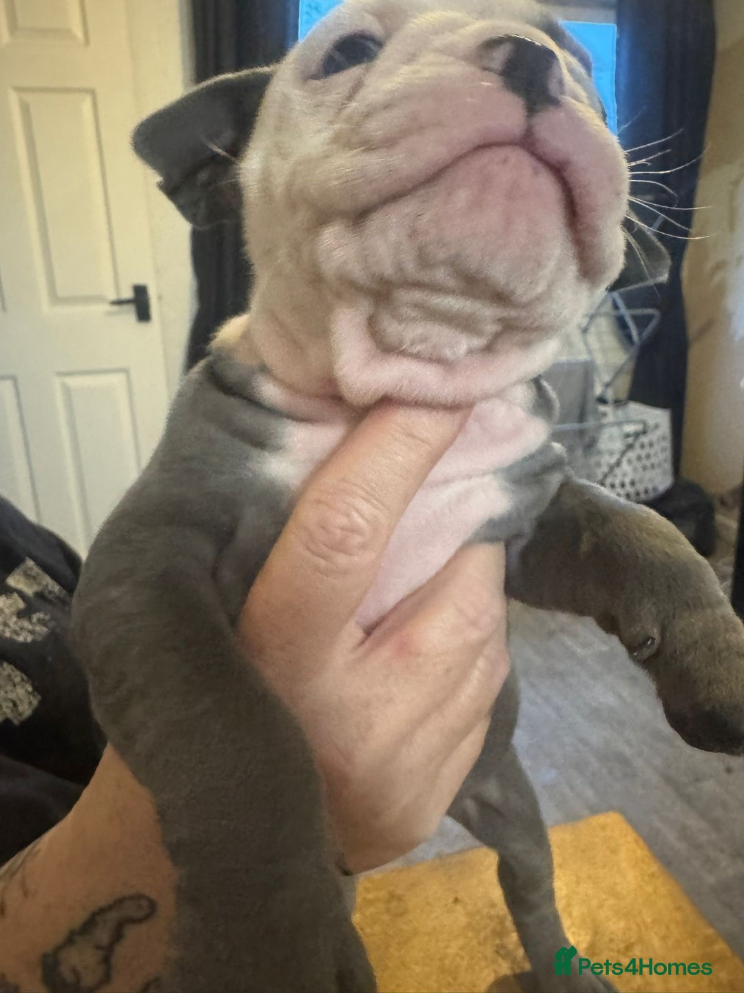 Olde English Bulldogge dogs for sale: English bulldogs  - Image 2
