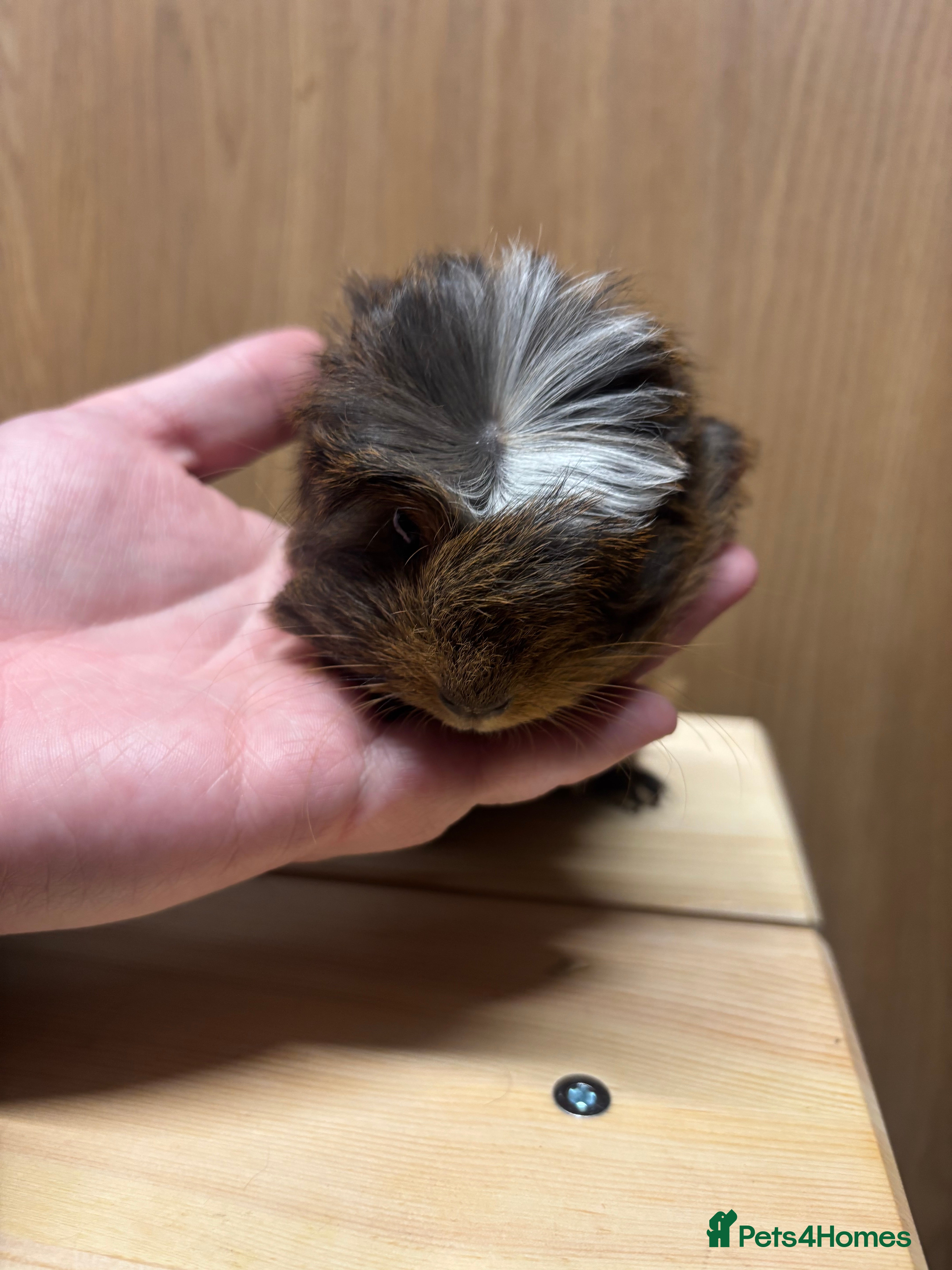 Guinea Pig rodents Last 4 boys remaining! £20 Each! - Advert 17