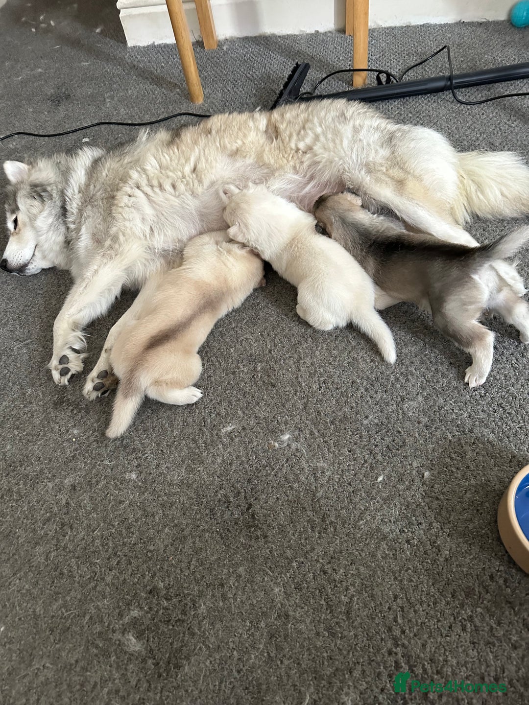 Siberian Husky dogs for sale: Pure breed Husky Puppies born 04/07/2025 - Image 6