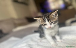 Mixed Breed cats for sale: 2 boy kitten left for sale  - Image 8