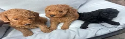 Cockapoo dogs for sale: Cockapoo - Advert 5