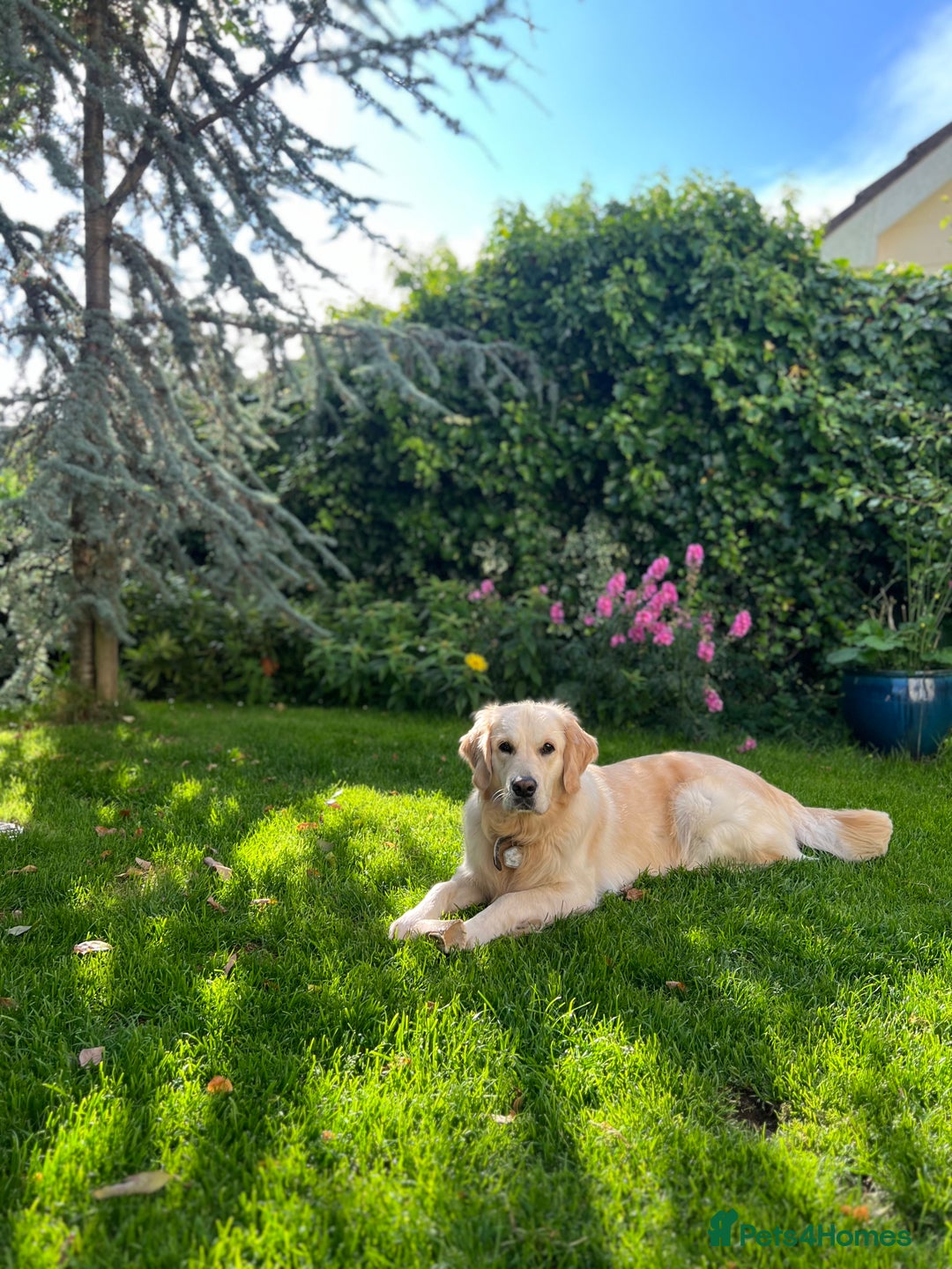 Golden Retriever dogs for sale: KC Golden Retriever Puppies – Due Early Feb - Advert 2
