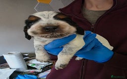 Cocker Spaniel dogs for sale: Beautiful cocker spaniel pups - Image 2