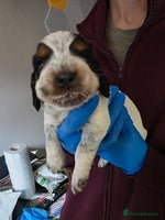 Cocker Spaniel dogs - Advert 8