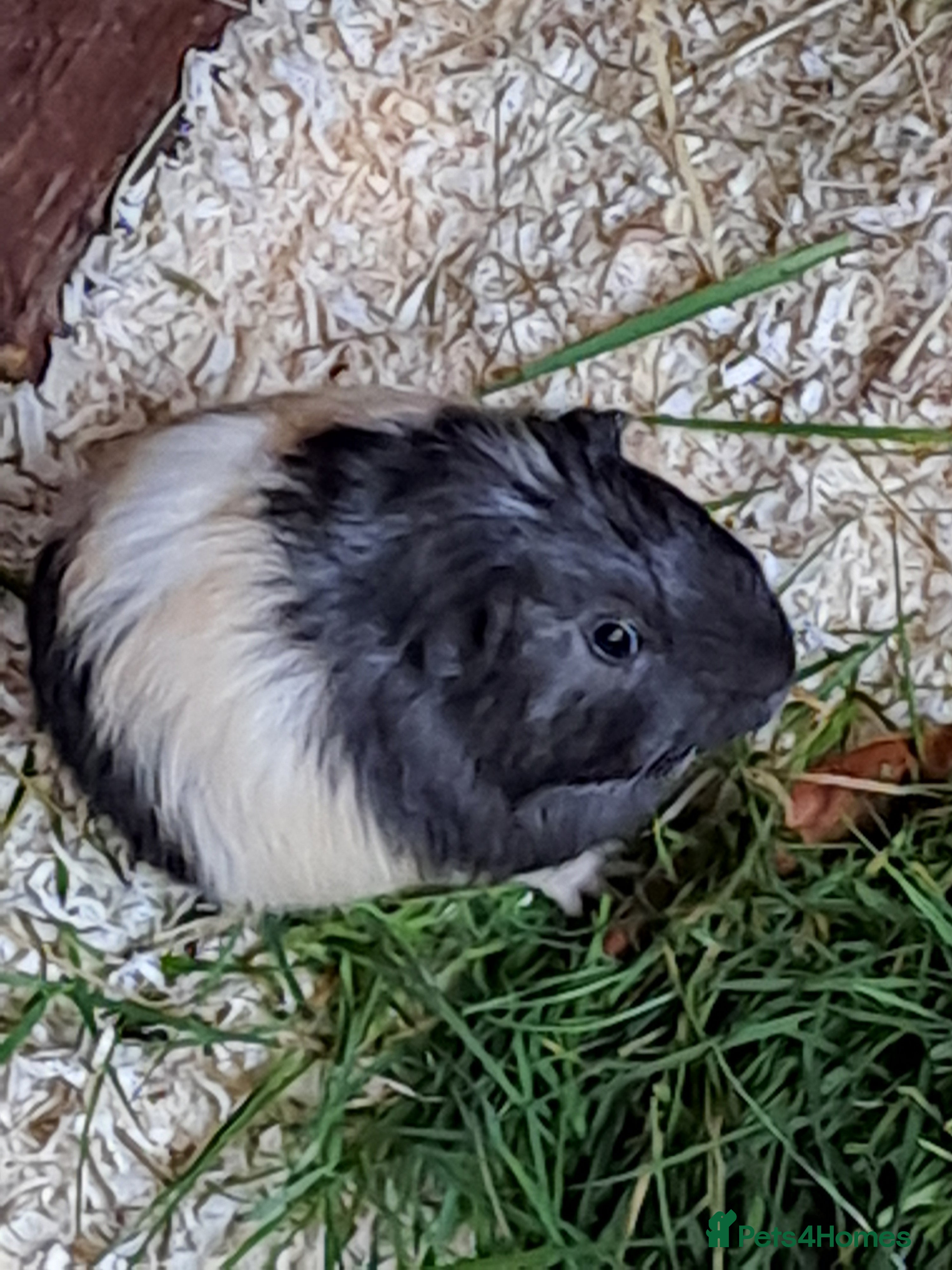 Guinea Pig rodents Beautiful Baby guinea pigs for sale  - Advert 18