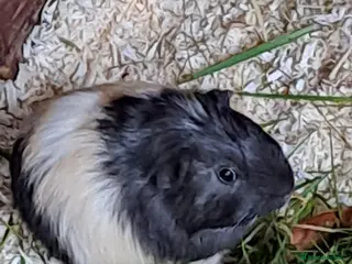 Guinea Pig rodents Beautiful Baby guinea pigs for sale - Advert 18