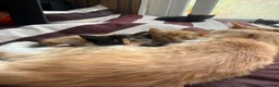 Maine Coon cats for sale: Maine coon mix  - Advert 3