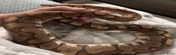 Python Snake reptiles for sale: PYTHON & 4ft VIV & ACCESSORIES  - Advert 2