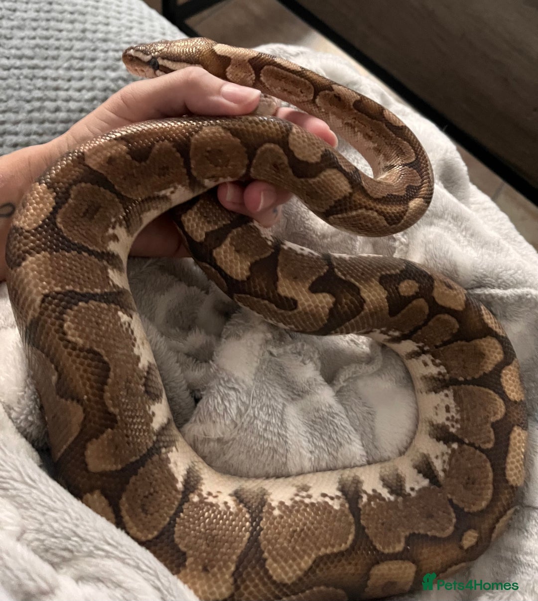 Python Snake reptiles for sale: 2 year old banana ball python  - Advert 2