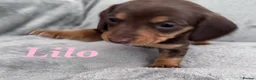 Miniature Dachshund dogs for sale: Miniature dachshunds 3 boys 1 girl  - Advert 9