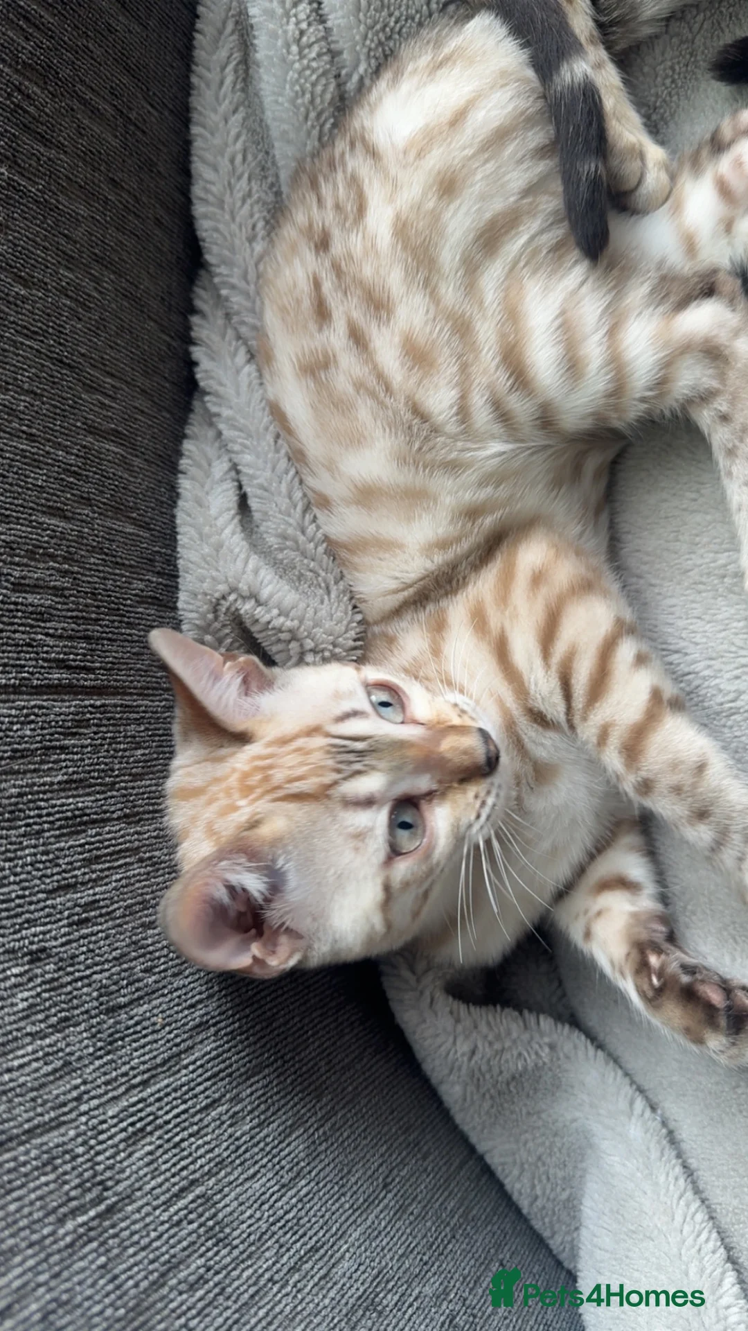 Bengal cats for sale: Stunning Bengal kittens - Advert 2