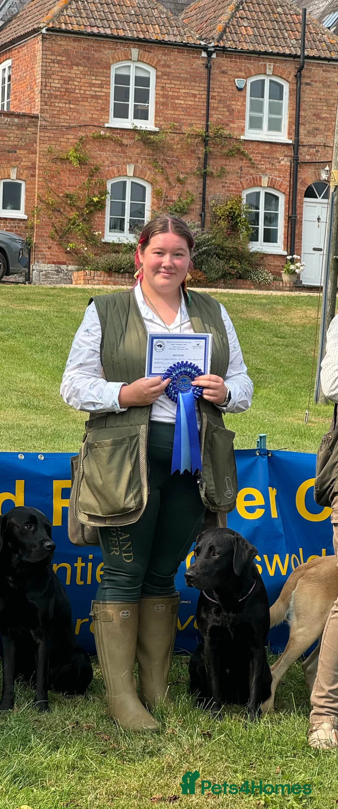 Labrador Retriever dogs for stud: FTCH sired superb lines absolute gent  in Droitwich - Advert 10