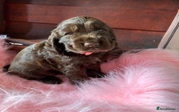 Cocker Spaniel dogs for sale: 5* LICENSED KC SHOW H/TESTED PUPPIES  - Image 14
