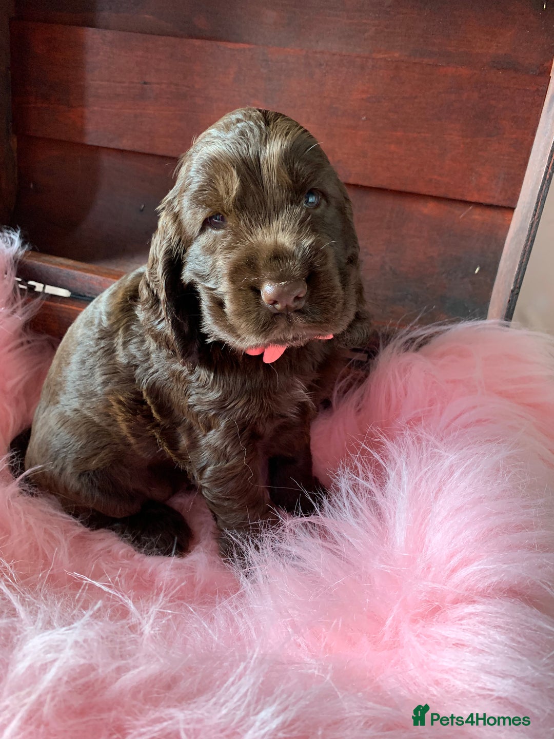 Cocker Spaniel dogs for sale: 5* LICENSED KC SHOW H/TESTED PUPPIES  - Image 14