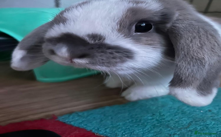 Mini Lop rabbits - Advert 8