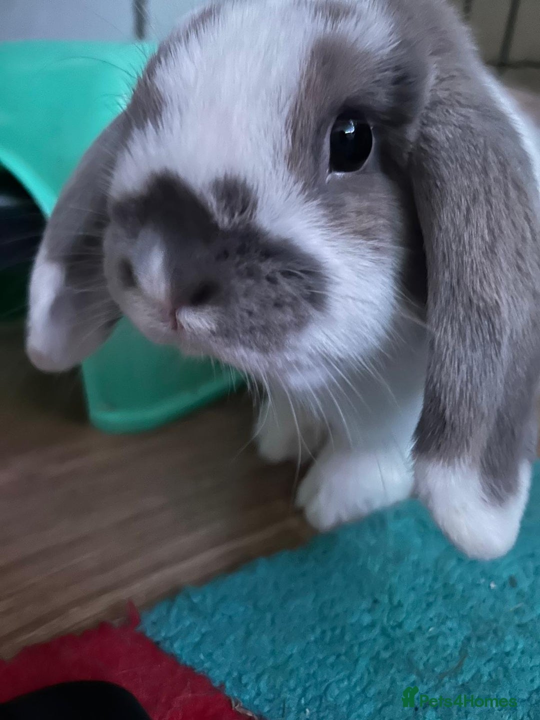 Mini Lop rabbits for sale: Bonded pair mini lop rabbits  - Image 1
