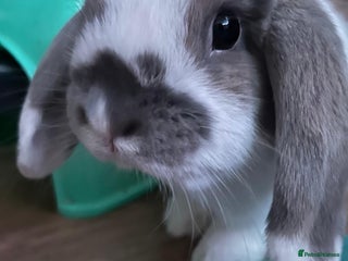Mini Lop rabbits - Advert 7