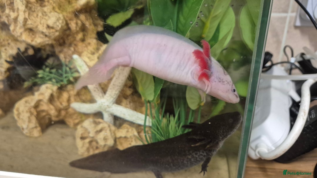 Other/Mixed Breed fish for sale: Axolotl fertilised eggs - Advert 5