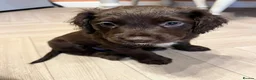 Mixed Breed dogs for sale: 5 beautiful lively pups. - Advert 5