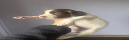 English Springer Spaniel dogs for sale: 1 bitch available springer puppies  - Advert 10