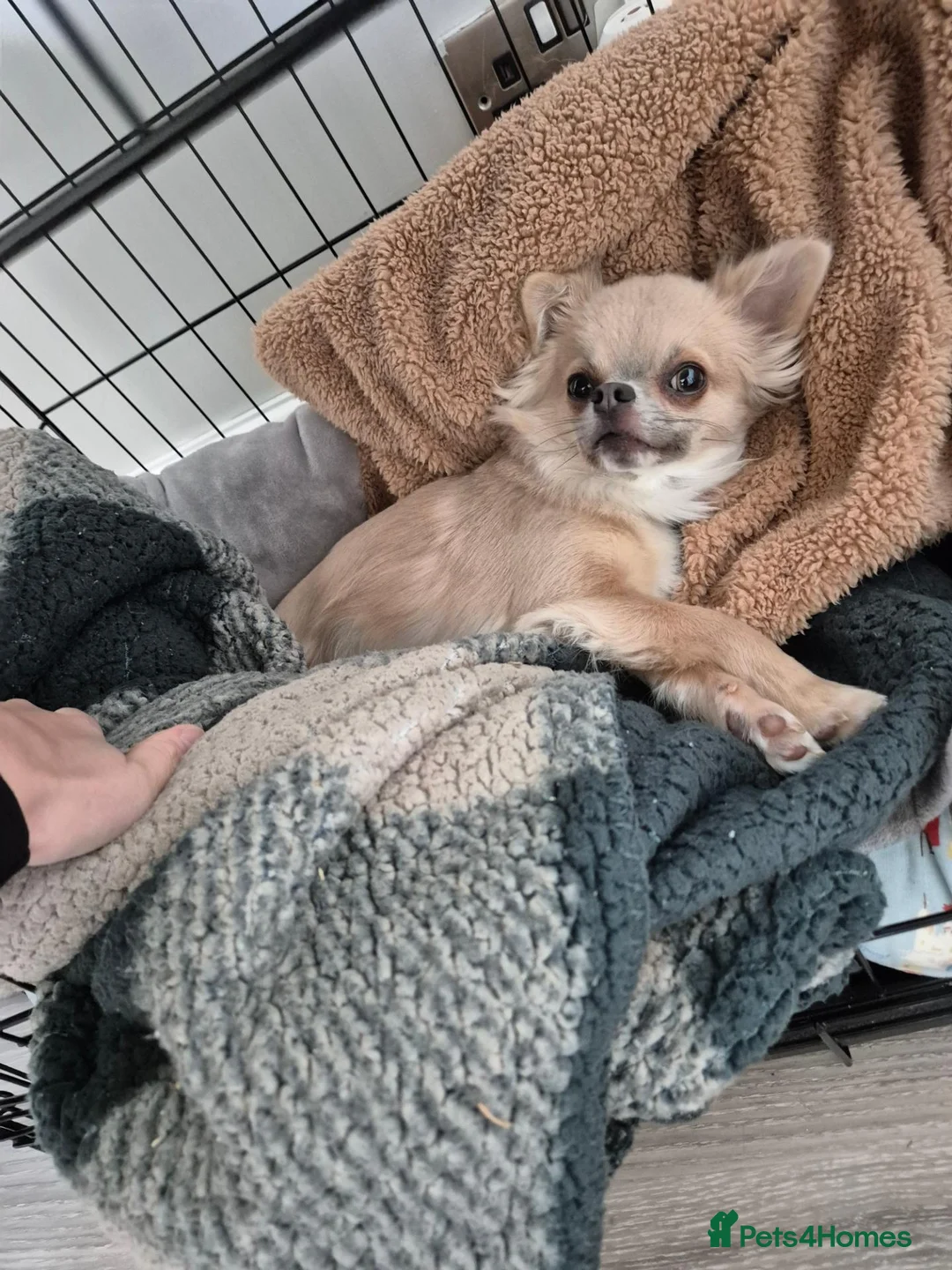 Chihuahua dogs for sale: Male Chihuahua (Louie) in Preston - Advert 4