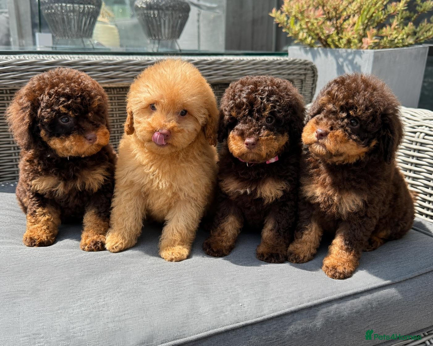 Toy Poodle dogs READY NOW! chocolate phantom toy Poodle Litter  - Advert 4