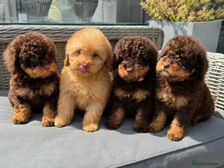 Toy Poodle dogs READY NOW! chocolate phantom toy Poodle Litter - Advert 4